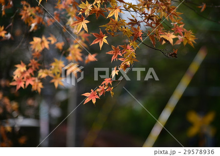 景色 風景 鎌倉 29578936