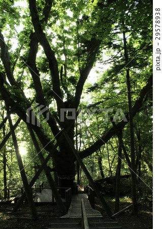 千本ナラ　森の巨人たち１００選 29578938