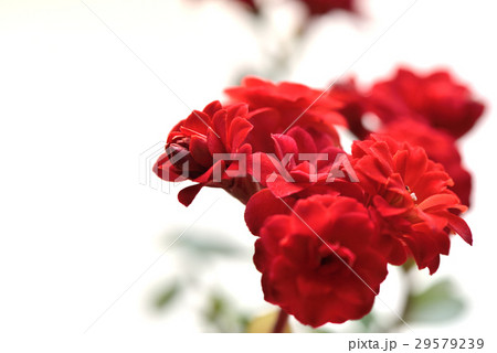 植物 工場 プランツ 29579239