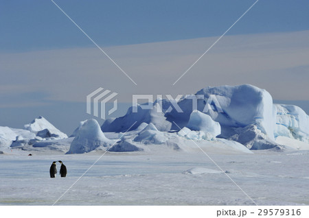 Beautiful view of icebergs Snow Hill Antarctica 29579316