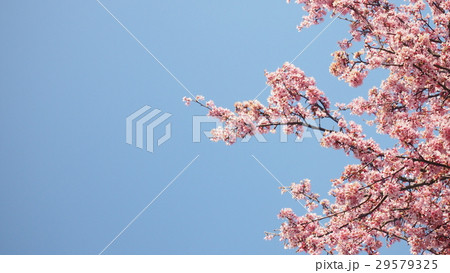 春めき桜 29579325