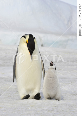 Emperor Penguin with chick Emperor Penguin with chick 29579347