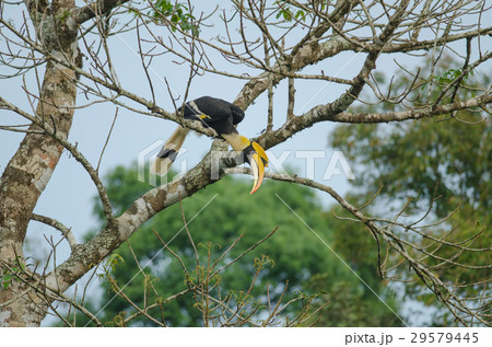 Great Hornbill perching on a branch Great Hornbill perching on a branch 29579445