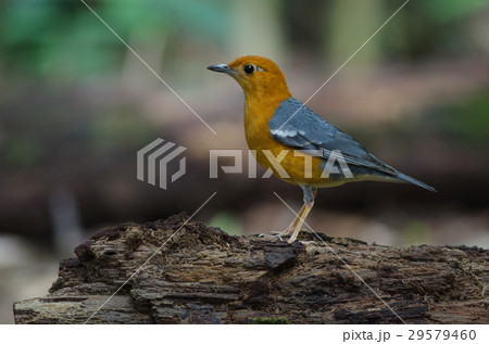 Orange-headed thrush (Geokichla citrina) 29579460