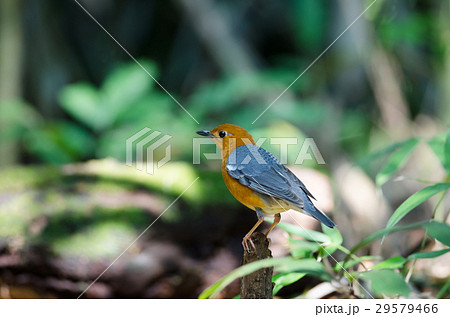 Orange-headed thrush (Geokichla citrina) 29579466