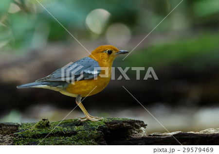 Orange-headed thrush (Geokichla citrina) Orange-headed thrush (Geokichla citrina) 29579469