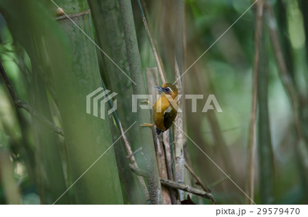 White-browed piculet male in the nature. White-browed piculet male in the nature. 29579470