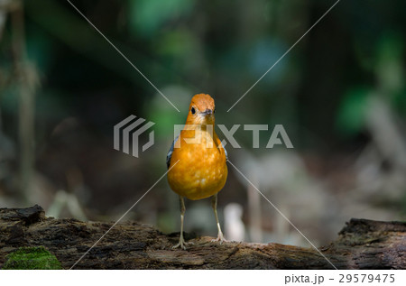 Orange-headed thrush (Geokichla citrina) Orange-headed thrush (Geokichla citrina) 29579475