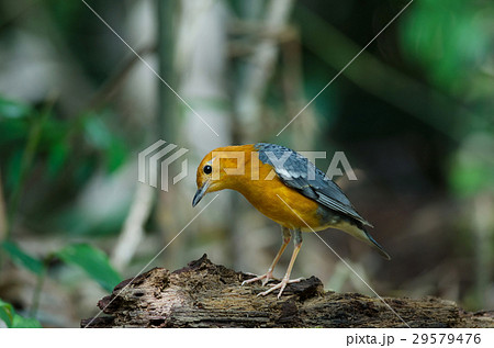 Orange-headed thrush (Geokichla citrina) Orange-headed thrush (Geokichla citrina) 29579476