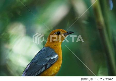 Orange-headed thrush (Geokichla citrina) Orange-headed thrush (Geokichla citrina) 29579482