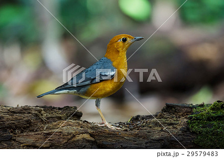 Orange-headed thrush (Geokichla citrina) Orange-headed thrush (Geokichla citrina) 29579483