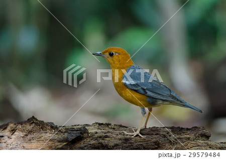 Orange-headed thrush (Geokichla citrina) Orange-headed thrush (Geokichla citrina) 29579484