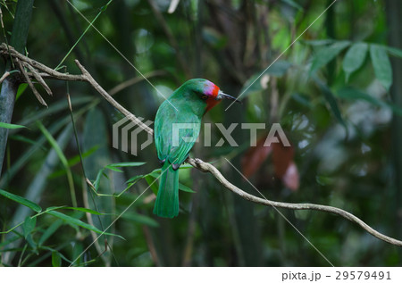 Red-bearded Bee-Eater perching on the branch Red-bearded Bee-Eater perching on the branch 29579491
