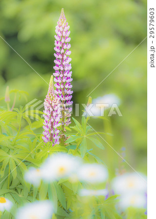 ルピナスの花 ルピナスの花 29579603