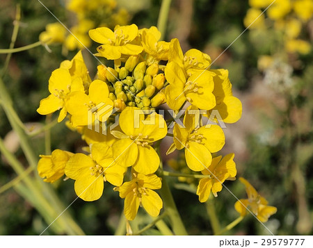 菜の花　ナノハナ　アブラナ　春 29579777