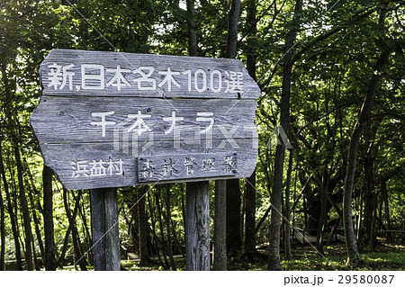 千本ナラ看板 森の巨人たち100選 千本ナラ看板 森の巨人たち100選 29580087