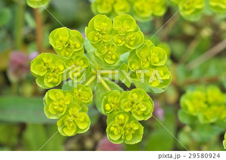 トウダイグサ 29580924