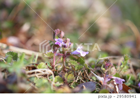 カキドオシ カキドオシ 29580941