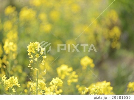 菜の花 菜の花 29581659