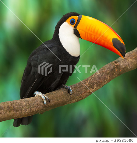 Toucan 29581680