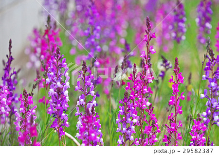 姫金魚草（リナリア） 29582387