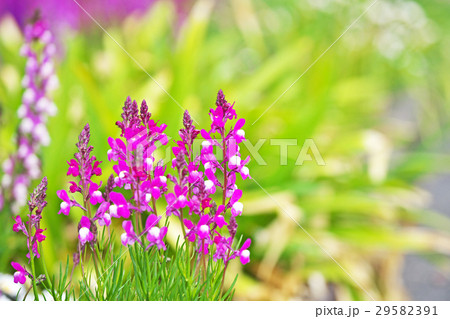 姫金魚草（リナリア） 29582391