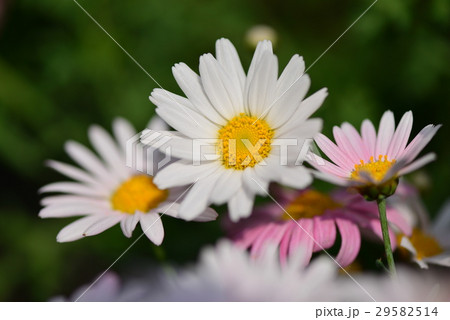 花 フラワー お花 29582514