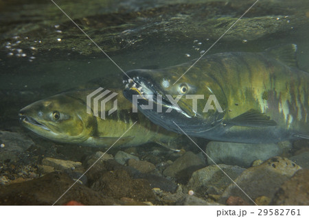 サケの喧嘩 サケの喧嘩 29582761
