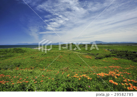 小清水原生花園 29582785