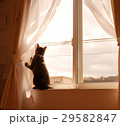 窓辺の猫 29582847