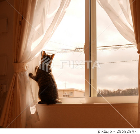 窓辺の猫 窓辺の猫 29582847