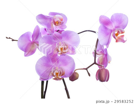 gentle lilac branch of orchid is isolated on white gentle lilac branch of orchid is isolated on white 29583252