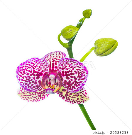 Blooming lilac spotty orchid isolated Blooming lilac spotty orchid isolated 29583253