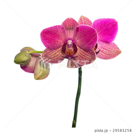 orchid with buds is isolated on  white background 29583258