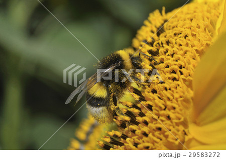 セイヨウオオマルハナバチ 29583272