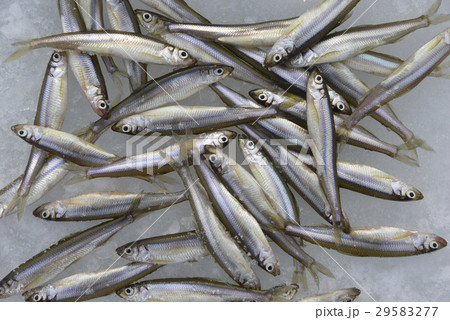 ワカサギ 29583277