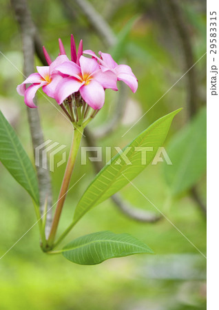 Some beautiful Frangipani flowers blooming. Some beautiful Frangipani flowers blooming. 29583315