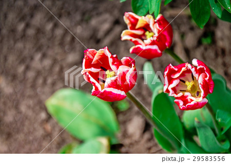 Flowering tulips on a flowerbed in a garden 29583556