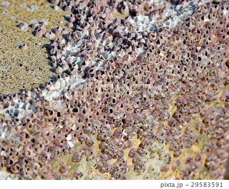 フジツボ 29583591