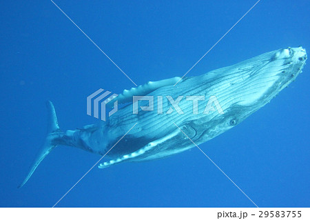 トンガ　ザトウクジラ 29583755