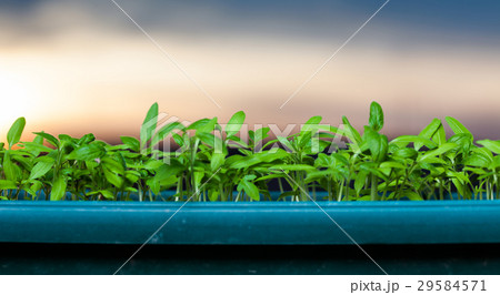 growing seedlings at sunrise 29584571