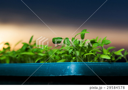 growing seedlings at sunrise growing seedlings at sunrise 29584578