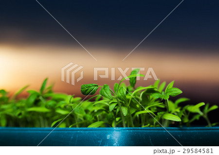 growing seedlings at sunrise growing seedlings at sunrise 29584581