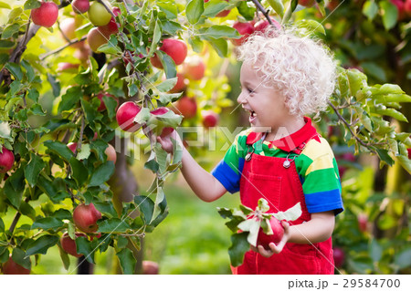 Little boy picking apple in fruit garden Little boy picking apple in fruit garden 29584700