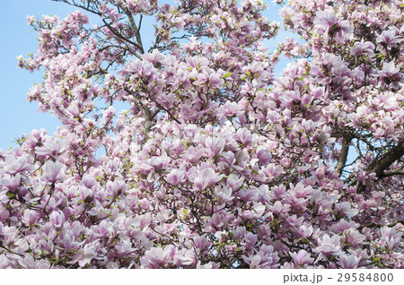 closeup of magnolia flowers in a public garden 29584800