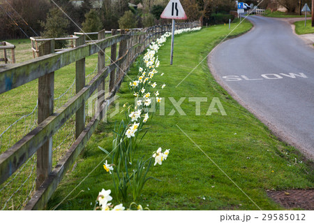 daffodils in spring in the British countryside 29585012