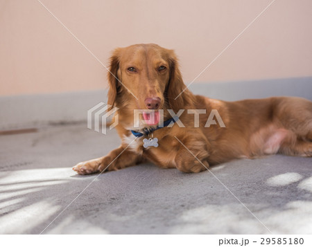 Dachshund relaxing at home Dachshund relaxing at home 29585180