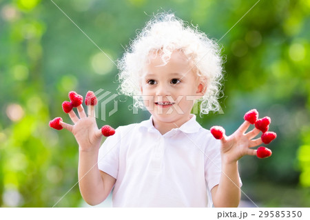 Child picking and eating raspberry in summer 29585350