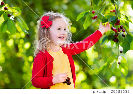 Little girl picking cherry in fruit garden Little girl picking cherry in fruit garden 29585555