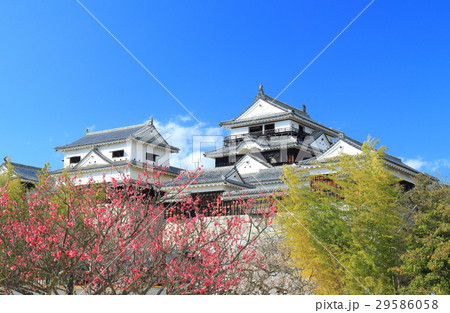 早春の松山城と紅梅 29586058